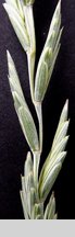 Elymus hispidus ssp. hispidus (perz siny typowy)