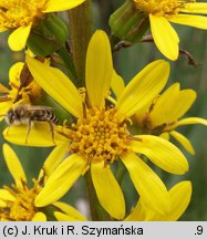 Ligularia sibirica (języczka syberyjska)