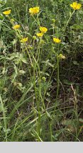 Ranunculus polyanthemos