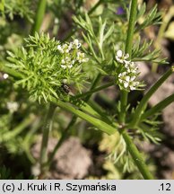 Scandix pecten-veneris (czechrzyca grzebieniowa)