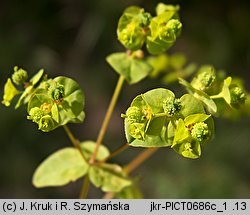 Euphorbia serrulata (wilczomlecz sztywny)