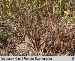 Scandix pecten-veneris (czechrzyca grzebieniowa)