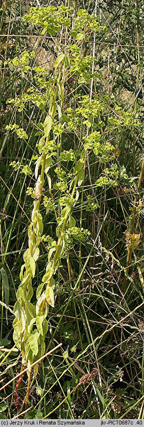 Euphorbia serrulata (wilczomlecz sztywny)