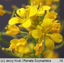 Rorippa sylvestris (rzepicha leśna)