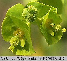 Euphorbia serrulata (wilczomlecz sztywny)