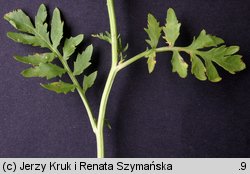 Rorippa sylvestris (rzepicha leśna)