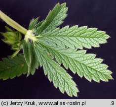 Potentilla recta (pięciornik wyprostowany)