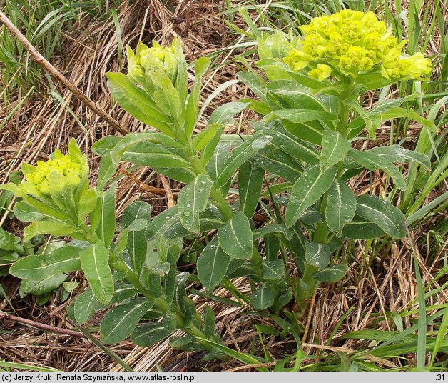 Euphorbia carpatica (wilczomlecz karpacki)