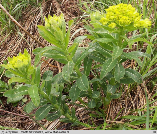 Euphorbia austriaca (wilczomlecz austriacki)