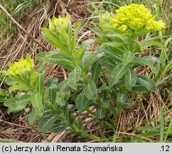 Euphorbia austriaca (wilczomlecz austriacki)