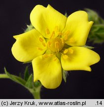 Potentilla recta (pięciornik wyprostowany)