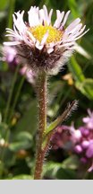 Erigeron hungaricus (przymiotno węgierskie)