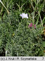 Linum extraaxillare (len karpacki)