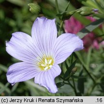 Linum extraaxillare (len karpacki)