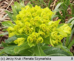 Euphorbia austriaca (wilczomlecz austriacki)