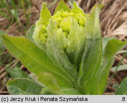 Euphorbia austriaca (wilczomlecz austriacki)