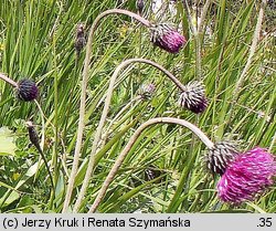 Carduus glaucus (oset siny)