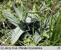 Carduus glaucus (oset siny)