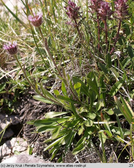 Erigeron hungaricus (przymiotno węgierskie)