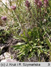 Erigeron hungaricus (przymiotno węgierskie)