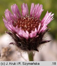 Erigeron hungaricus (przymiotno węgierskie)