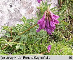 Hedysarum hedysaroides (siekiernica górska)