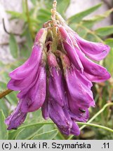 Hedysarum hedysaroides (siekiernica górska)