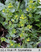 Tozzia alpina ssp. carpatica (tocja karpacka)