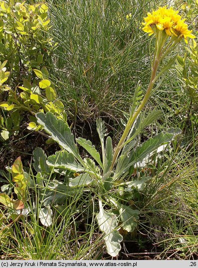 Senecio carniolicus