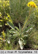 Senecio carniolicus