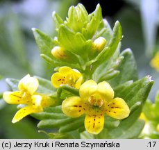 Tozzia alpina ssp. carpatica (tocja karpacka)