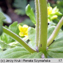 Tozzia alpina ssp. carpatica (tocja karpacka)
