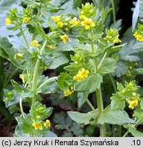 Tozzia alpina ssp. carpatica (tocja karpacka)