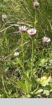 Erigeron alpinus ssp. intermedius