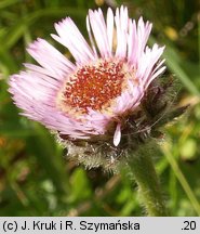 Erigeron alpinus ssp. intermedius