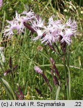 Dianthus speciosus (goździk okazały)