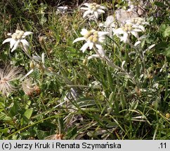 Leontopodium alpinum (szarotka alpejska)