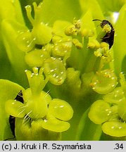 Euphorbia carpatica (wilczomlecz karpacki)