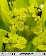 Euphorbia austriaca (wilczomlecz austriacki)