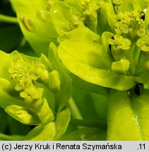 Euphorbia austriaca (wilczomlecz austriacki)