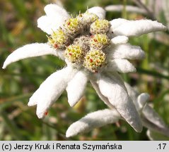 Leontopodium alpinum (szarotka alpejska)