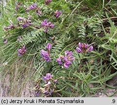 Oxytropis carpatica (ostrołódka karpacka)