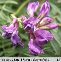 Oxytropis carpatica (ostrołódka karpacka)