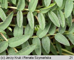 Oxytropis carpatica (ostrołódka karpacka)