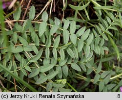 Oxytropis carpatica (ostrołódka karpacka)