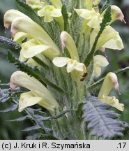 Pedicularis kaufmannii (gnidosz stepowy)