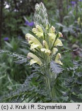 Pedicularis kaufmannii (gnidosz stepowy)