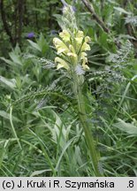 Pedicularis kaufmannii (gnidosz stepowy)