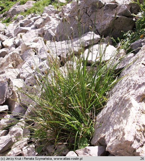 Sesleria tatrae