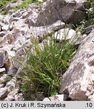 Sesleria tatrae